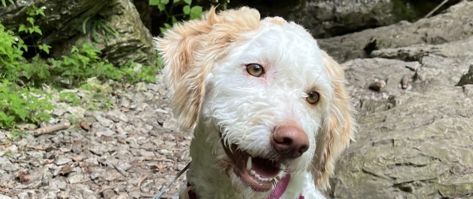 Hauptseite, Spaziergang, Lagotto, Doggi-Dog, italienischer Wasserhund, Luna, Pfotenabenteuer