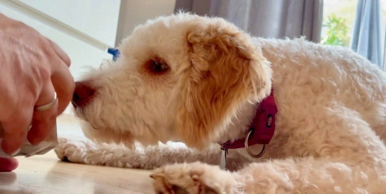 dogiaction Auspackpakete – Unser Erfahrungsbericht 🐶