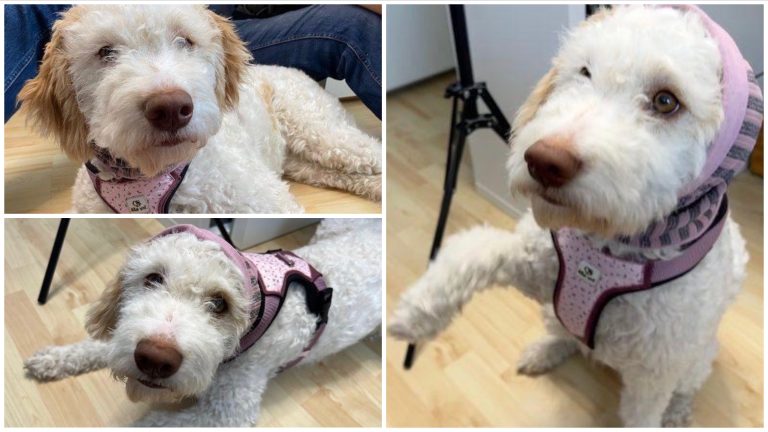 Lida Vel Hundezubehör – Hundegeschirr, Leckerli Tasche und Hundeschal im Test 🐶