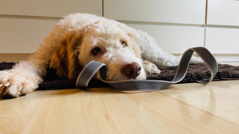 Hundedecke To-Go