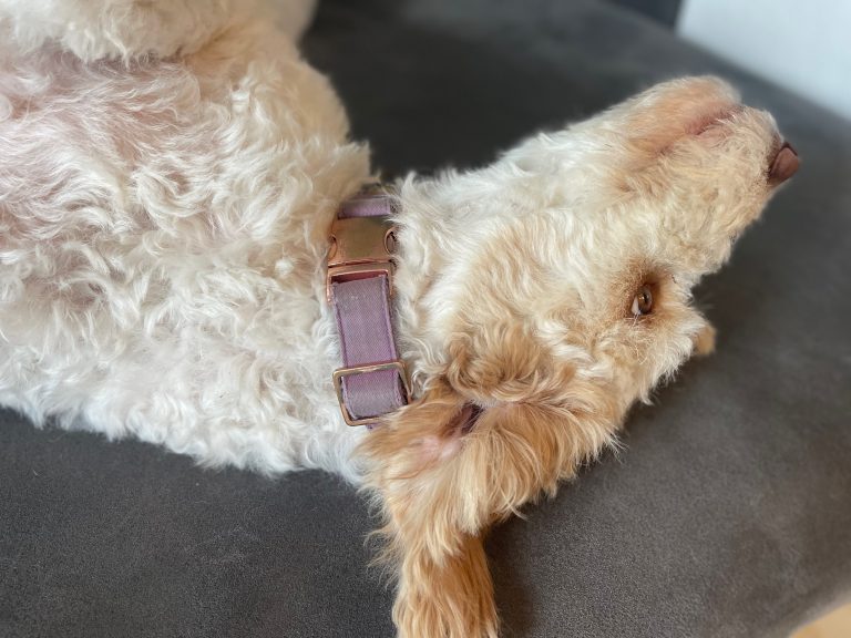 Edel und Schnell Hundezubehör – Halsband und Leine im Test