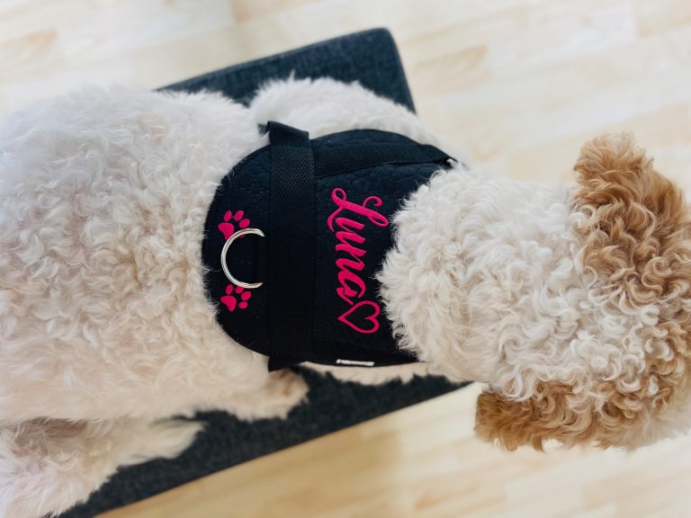 HundeschneidereiShop Hundezubehör – Personalisiertes Geschirr und Halsband im Test