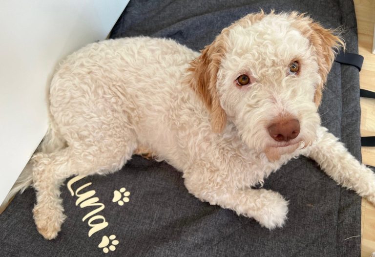 Einzelfabrikate Outdoor Hundedecke im Test – Luna war begeistert!