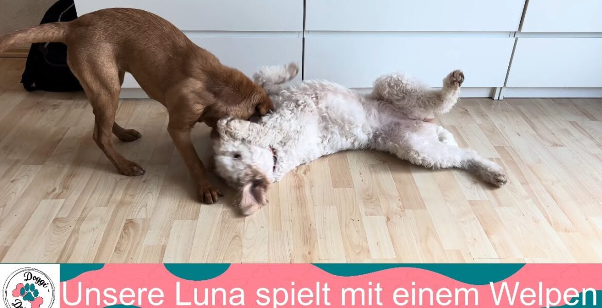 Unsere Luna spielt mit einem Welpen - Doggi-Dog.com