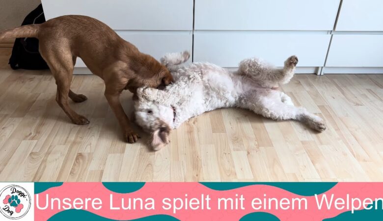 Unsere Luna spielt mit einem Welpen - Doggi-Dog.com