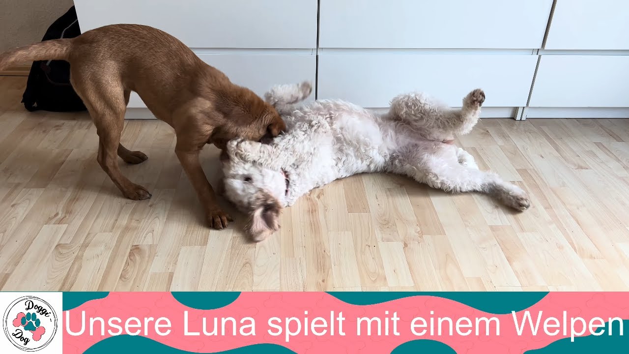 Unsere Luna spielt mit einem Welpen - Doggi-Dog.com