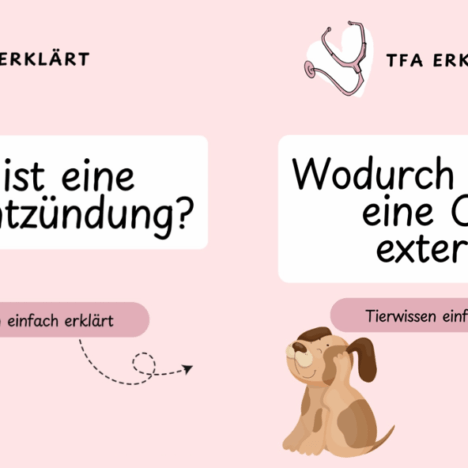 Unsere Luna spielt mit einem Welpen – ein süßer Hundemoment 🐶