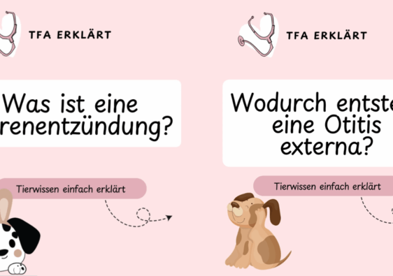TFA erklärt - Tierwissen einfach erklärt - Ohrenentzündung beim Hund erkennen - Doggi-Dog.com