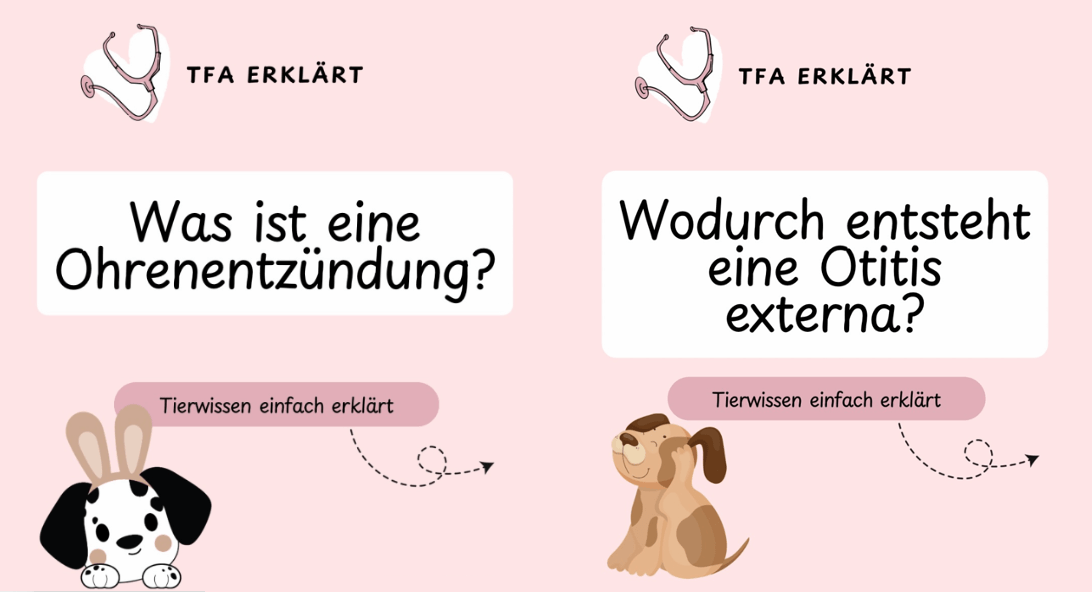 TFA erklärt - Tierwissen einfach erklärt - Ohrenentzündung beim Hund erkennen - Doggi-Dog.com