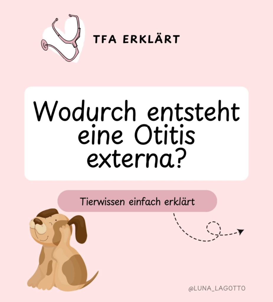 TFA erklärt - Wodurch entsteht eine Otitis externa? - Doggi-Dog.com