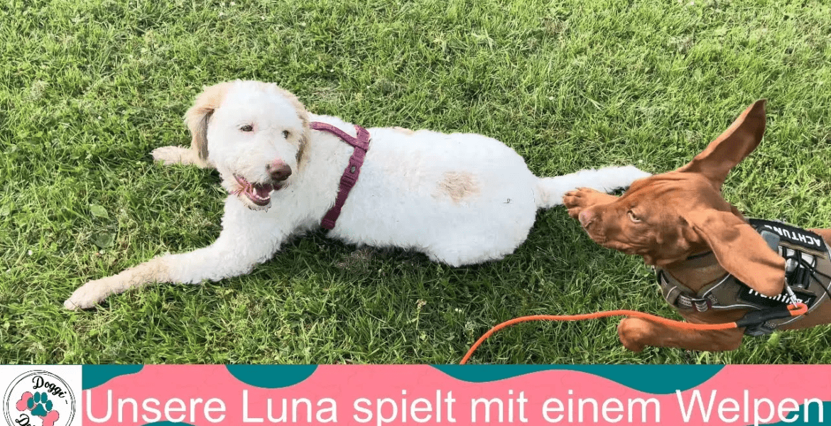 Unsere Luna spielt mit einem Welpen - vorgestellt von Doggi-Dog.com