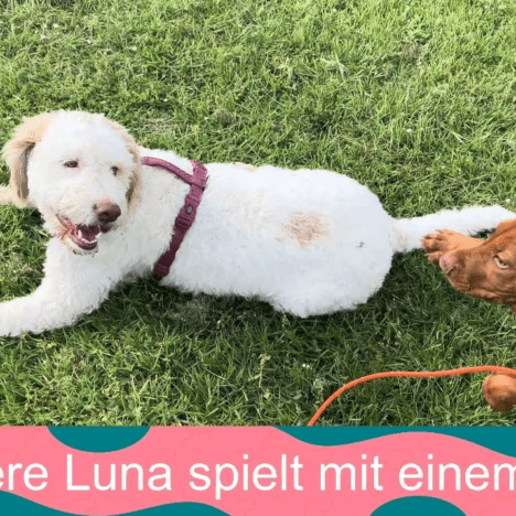 Ohrenentzündung beim Hund erkennen: Symptome, Ursachen und wann du zum Tierarzt solltest