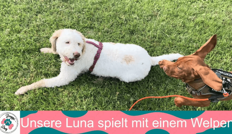 Unsere Luna spielt mit einem Welpen - vorgestellt von Doggi-Dog.com