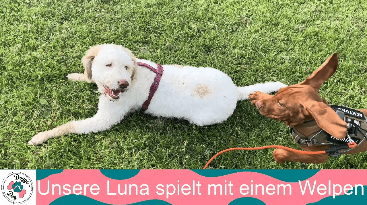 Unsere Luna spielt mit einem Welpen - vorgestellt von Doggi-Dog.com