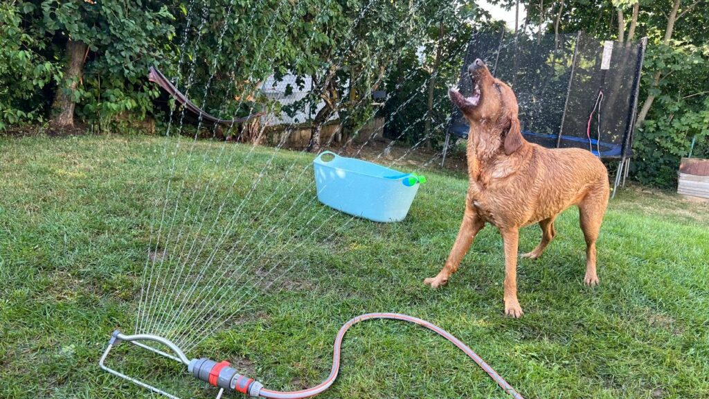 Hund bei Hitze genießt Wasserspaß im Garten