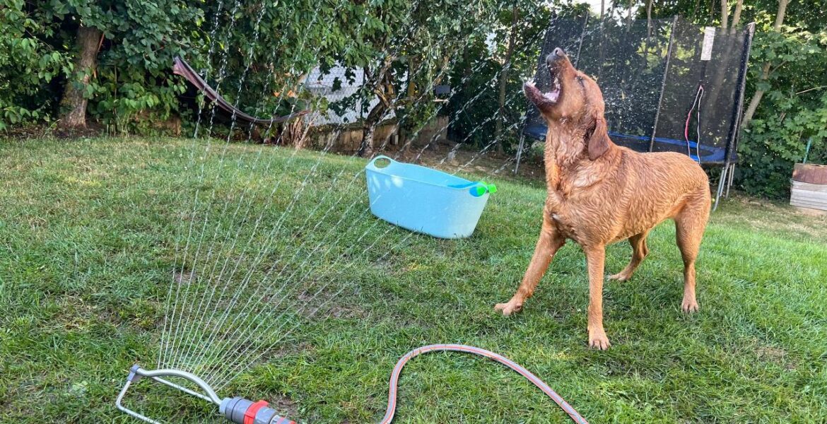 Hund bei Hitze genießt Wasserspaß im Garten