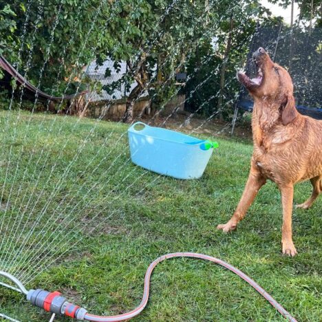 Sommergenuss für Hunde: Leckeres Hundeeis selber machen