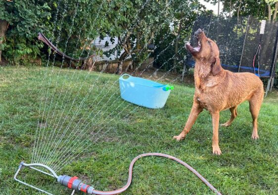 Hund bei Hitze genießt Wasserspaß im Garten