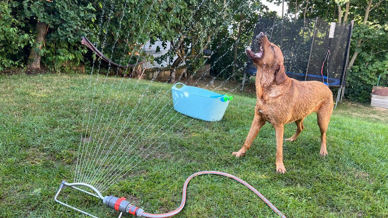 Hund bei Hitze genießt Wasserspaß im Garten