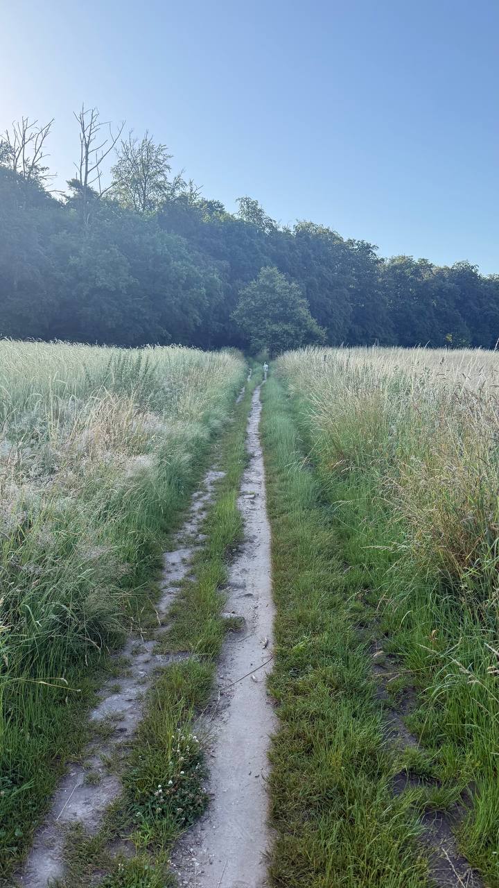 Heißer Asphalt bei Sommerhitze – Gefahr für Hundepfoten