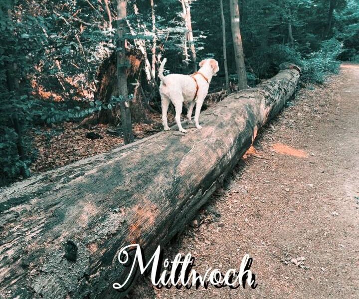 Spaziergang im Sommer mit Hund Luna am frühen Morgen