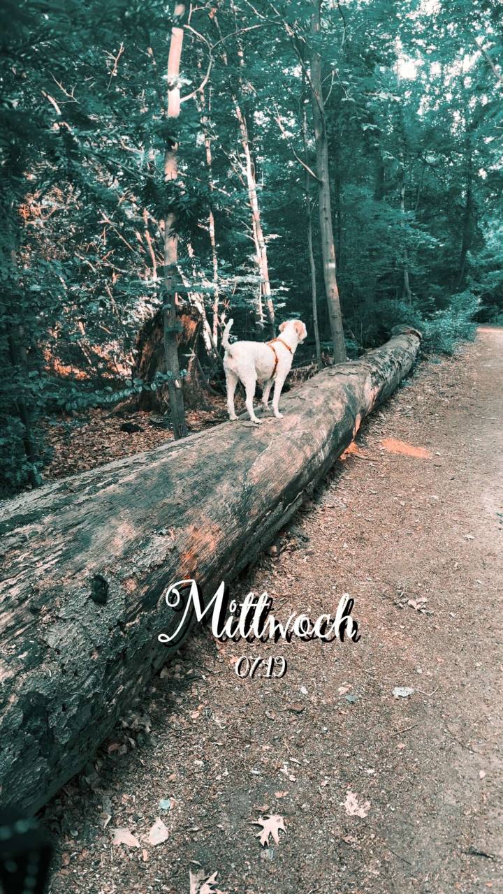 Spaziergang im Sommer mit Hund Luna am frühen Morgen