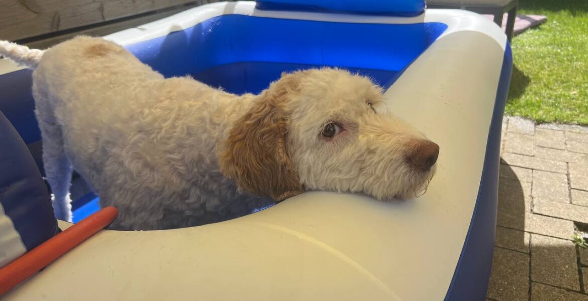 Hund abkühlen bei Hitze – Luna plantscht glücklich im Gartenpool