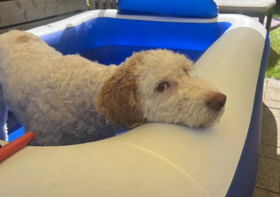 Hund abkühlen bei Hitze – Luna plantscht glücklich im Gartenpool