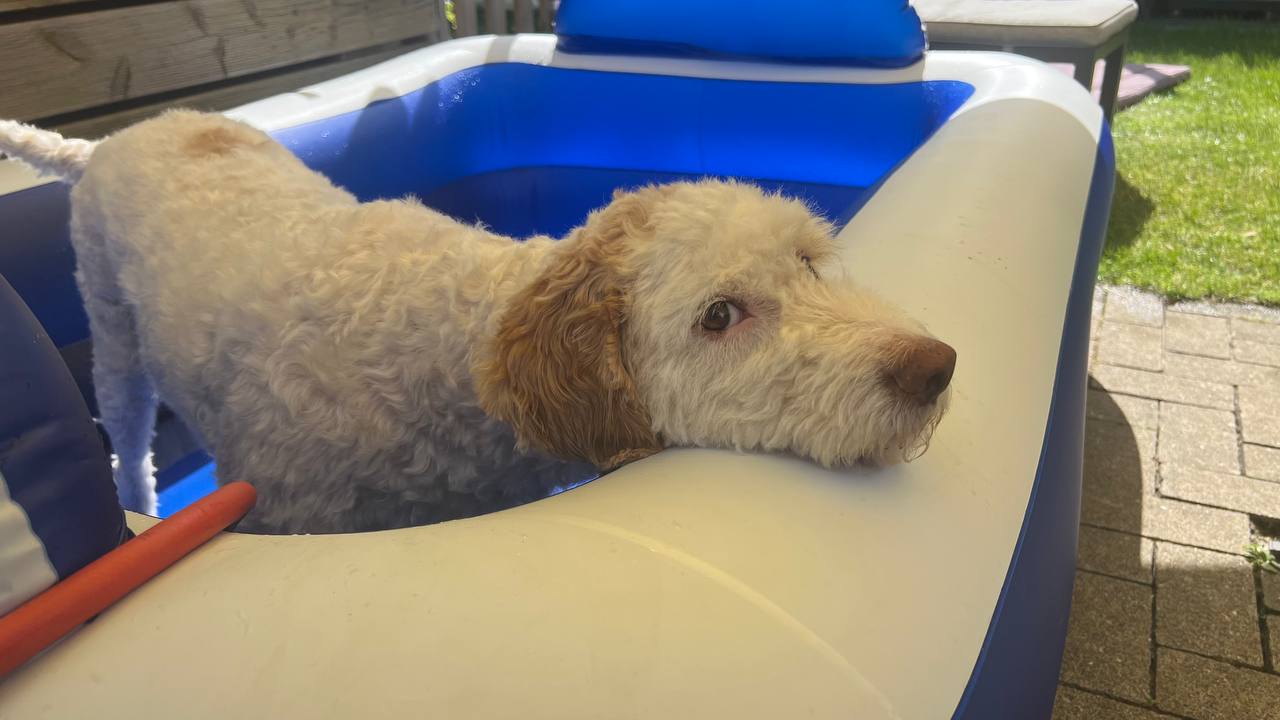 Hund abkühlen bei Hitze – Luna plantscht glücklich im Gartenpool