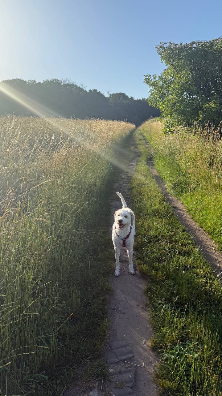 Abkühlung am Bach – Lunas liebste Stelle beim Spaziergang im Sommer