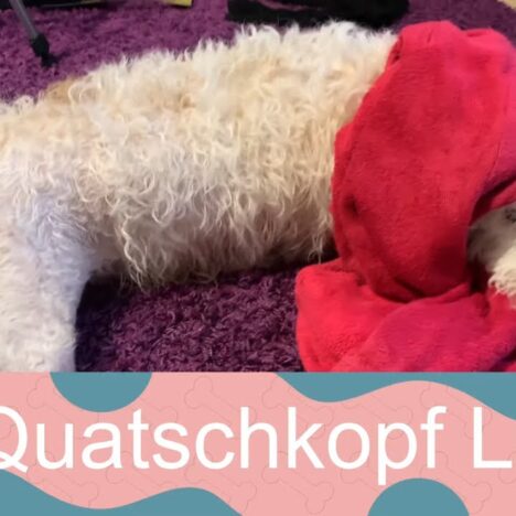 Schisshase Luna Lagotto Romagnolo vor einem Heliumballon