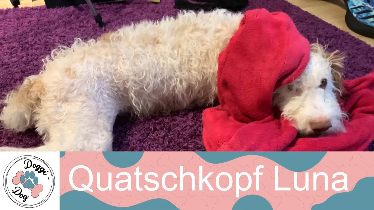 Lagotto Romagnolo - Quatschkopf Luna