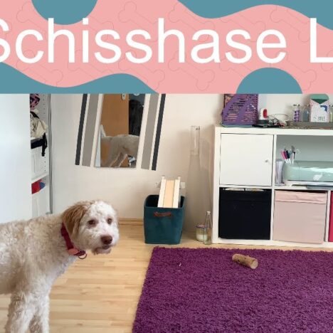 Beschäftigung für unsere Lagotto Hündin Luna mit Gipsbein