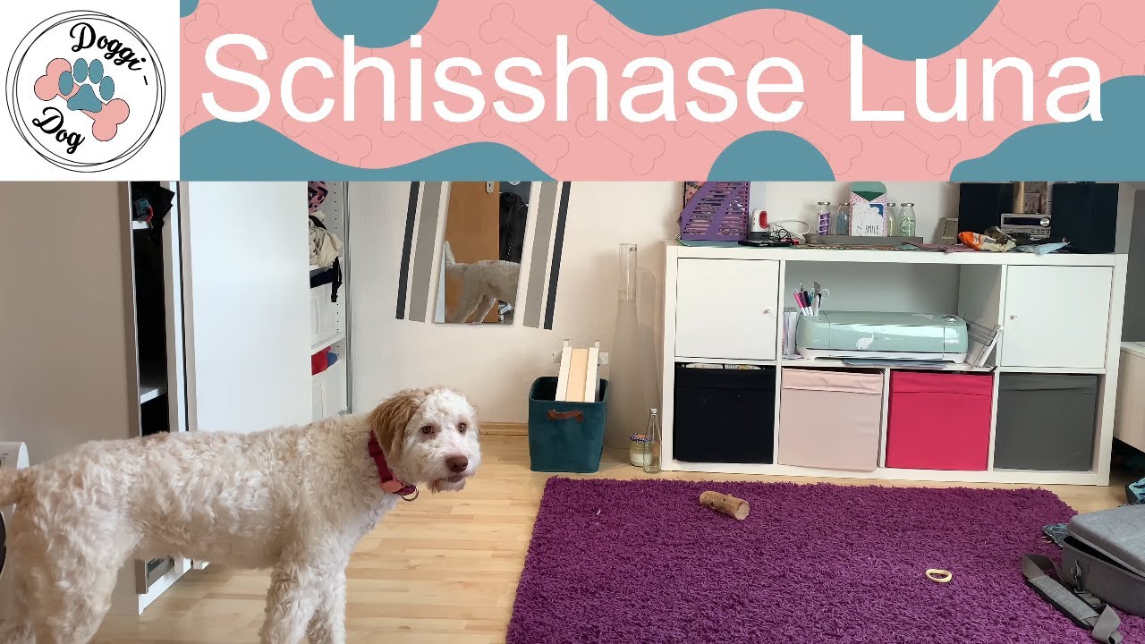 Schisshase Luna Lagotto Romagnolo vor einem Heliumballon