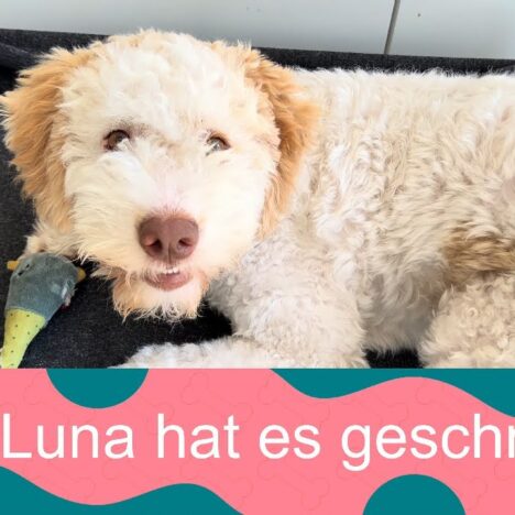 Unsere Luna spielt mit einem Welpen