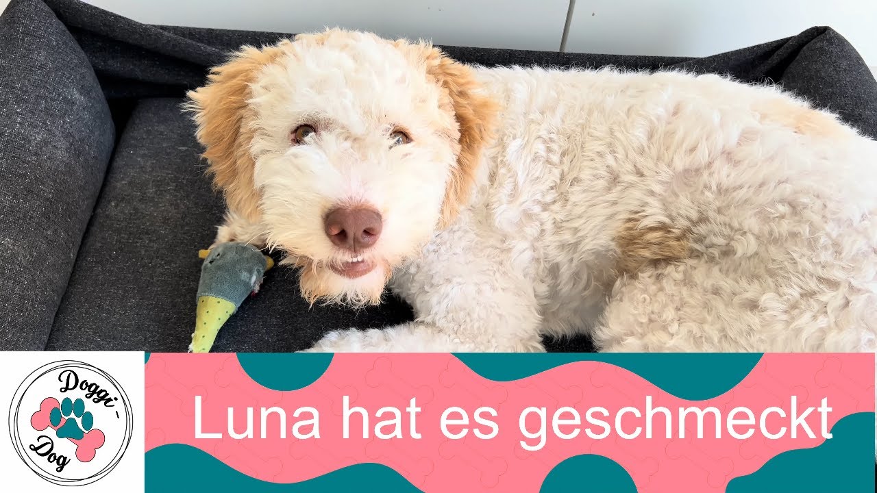 Unserer Lagotto Luna hat es sichtlich geschmeckt