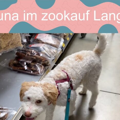 Spiel zweiter Lagottos