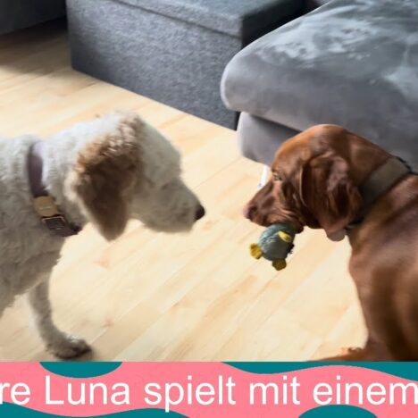 Unser Lagotto Luna sammelt Stöcke im Wasser
