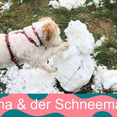 Unser Lagotto Luna sammelt Stöcke im Wasser
