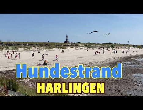 Flugplatzfest Langenfeld mit Hund – Segelflugplatzfest für die ganze Familie 🐶