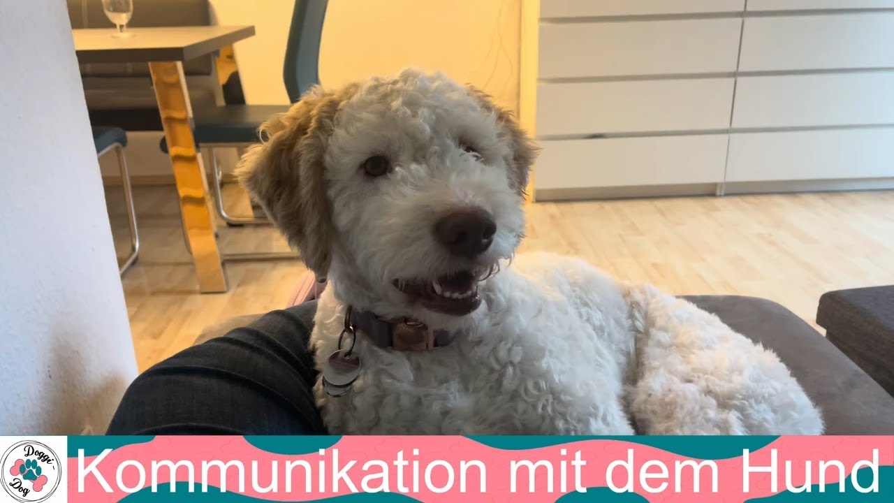 Kommunikation mit unserer Lagotto Romagnolo Hündin Luna