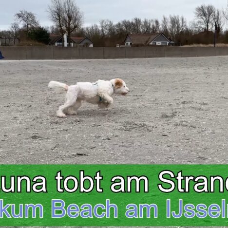 Hundegebiet Makkum mit Hundestrand – Freilauf am IJsselmeer 🐶🏖️