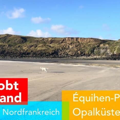 Lagotto Luna am Nordseestrand in Dänemark bei Sondervig