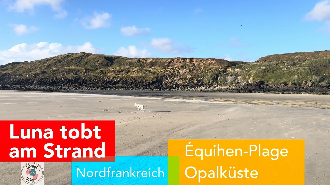 Lagotto Luna tobt am Strand von Equihen-Plage an der Opalkueste
