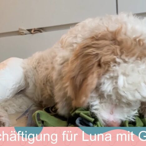 Kommunikation mit unserer Lagotto Romagnolo Hündin Luna