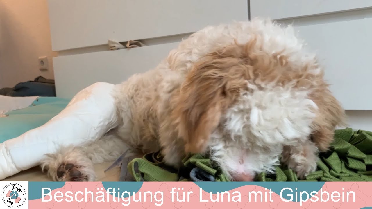 Beschäftigung für unsere Lagotto Hündin Luna mit Gipsbein