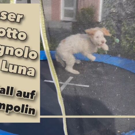Unser Lagotto Welpe Luna erkundet die Welt – Die ersten Wochen