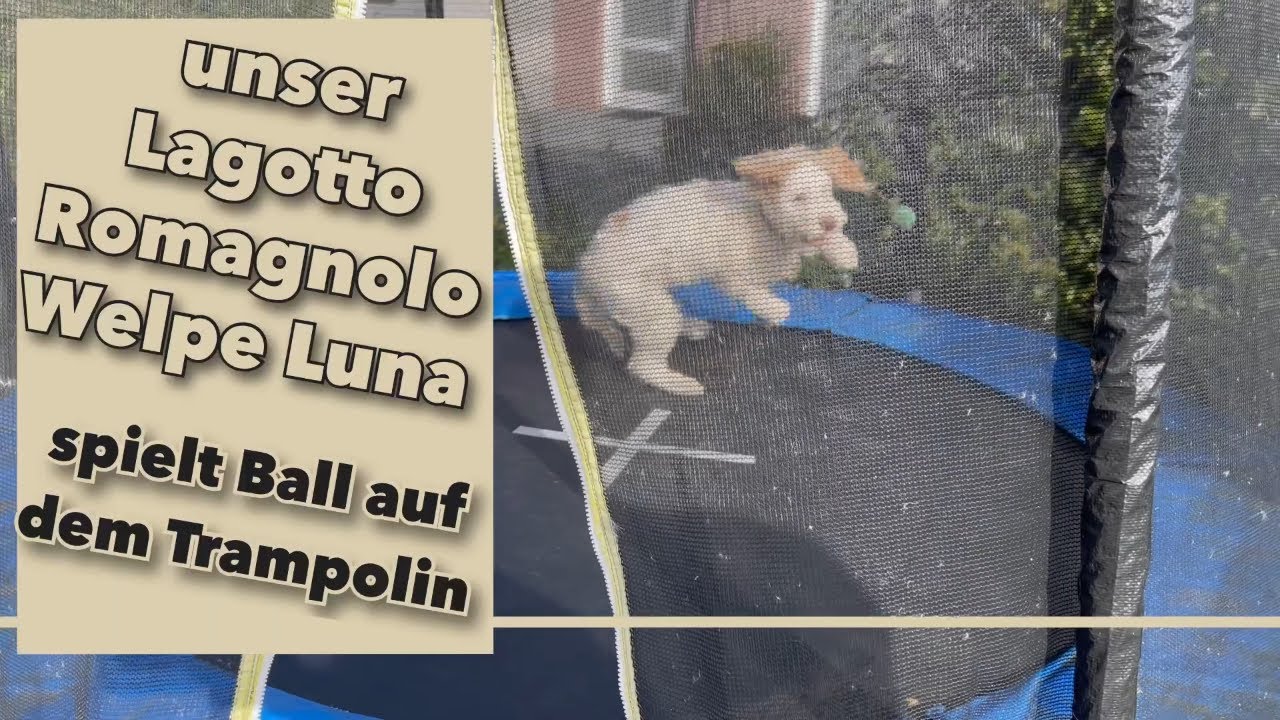 Lagotto Luna spielt Ball auf dem Trampolin