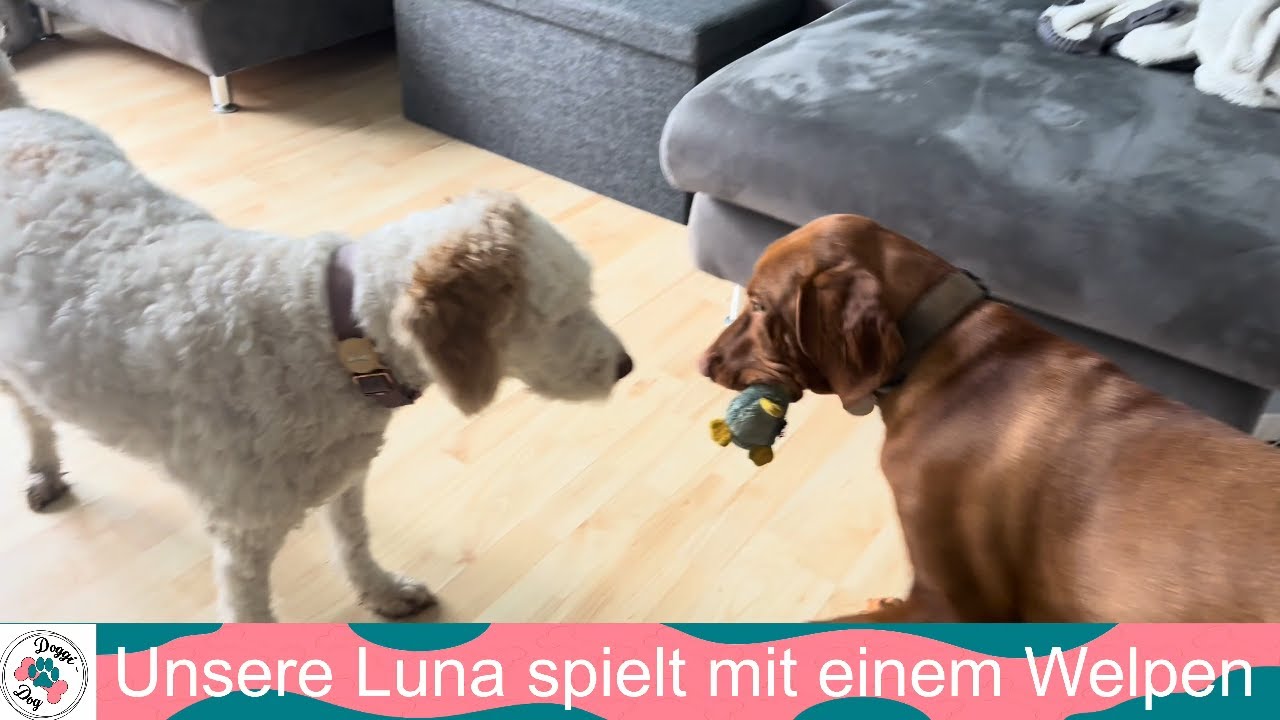 Luna spielt mit Welpen - Sozialisierung