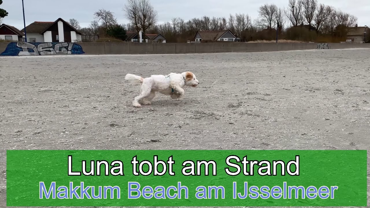 Makkum Beach am IJsselmeer - Strand mit Hund